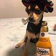 Coco is registered to the contest to win money with this photo: animal, black_and_tan, bottle, close_up, costume, cozy, cute, dog, domestic_animal, funny, hat, indoor, pet, playful, plush_toy, sitting, small_dog, soft_surface, sombrero, toy