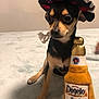 animal, black_and_tan, bottle, close_up, costume, cozy, cute, dog, domestic_animal, funny, hat, indoor, pet, playful, plush_toy, sitting, small_dog, soft_surface, sombrero, toy
