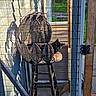 Salem is registered to the contest to win money with this photo: cat, black_cat, wicker_chair, fence, porch, outdoor, sunlight, shadow, wood, greenery, relaxing, pet, animal, resting, seat, wire_mesh, daylight, quiet, nature, home