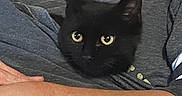 Salem joined the competition — help win amazing prizes! black_cat, cat, pet, animal, person, shirt, gray_clothing, indoor, resting, curious_eyes, cozy, cuddle, human_arm, pillow, patterned_bedding, close_up, relaxation, companion, feline, comfort