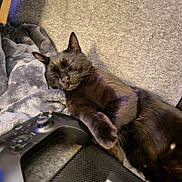 Salem joined the competition — help win amazing prizes! cat, black_cat, sleeping, blanket, gray_blanket, controller, gaming_controller, carpet, indoor, pet, feline, relaxing, cozy, home, resting, paw, ears, whiskers, close_up, animal