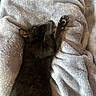 Salem is registered to the contest to win money with this photo: cat, black_cat, pet, animal, feline, sleeping, resting, blanket, soft_texture, cozy, indoor, fur, paw, relaxation, comfort, bed, closeup, laying_down, cute, domestic_animal