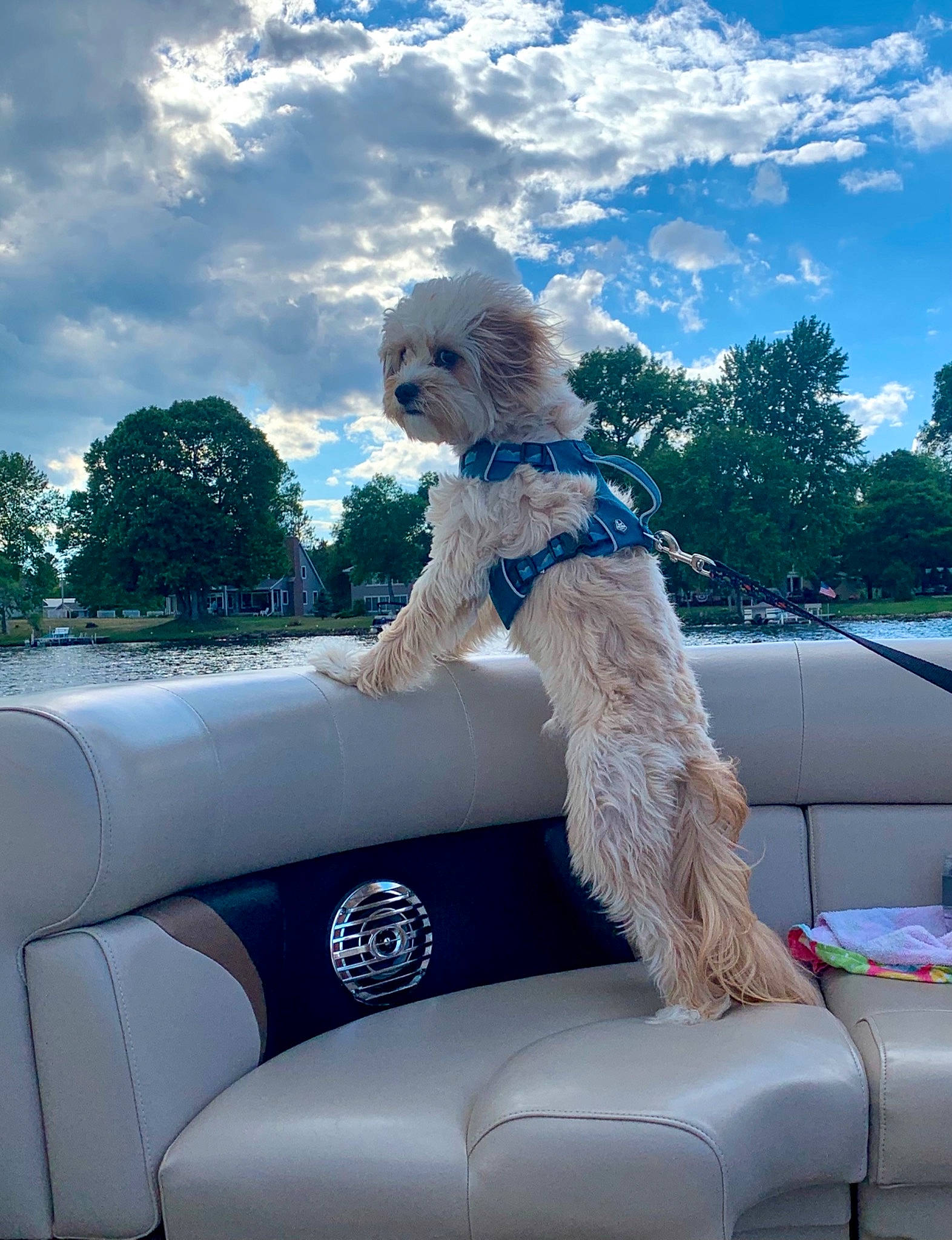Huxley is registered to the contest to win money with this photo: automotive_exterior, canidae, carnivore, cloud, companion_dog, cumulus, dog, dog_breed, electric_blue, fawn, fun, leisure, motor_vehicle, recreation, sky, sporting_group, terrier, toy_dog, tree, vehicle_door