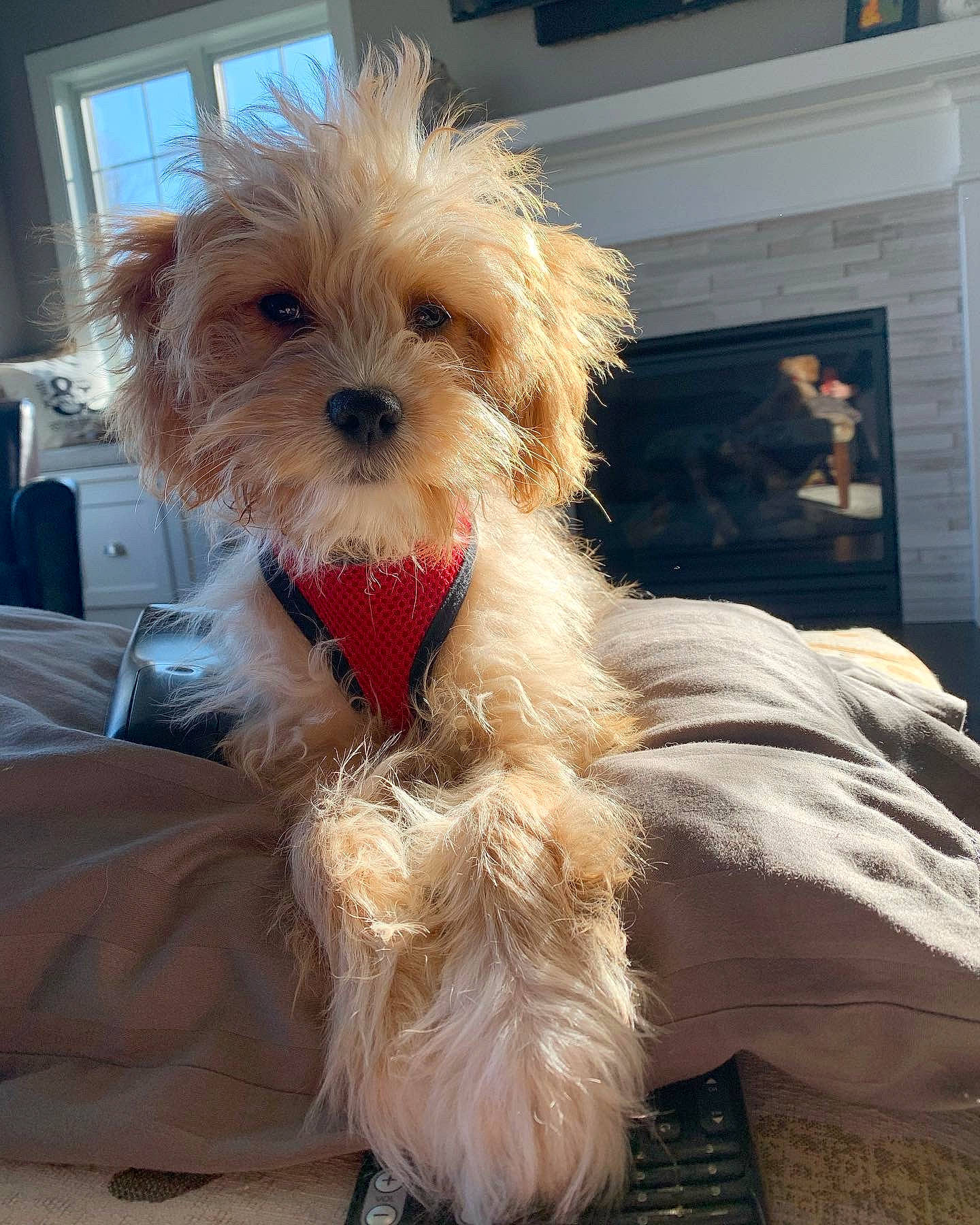 Huxley is registered to the contest to win money with this photo: canidae, carnivore, collar, companion_dog, dog, dog_breed, dog_supply, fur, liver, pet_supply, picture_frame, small_terrier, snout, sporting_group, tail, terrier, toy_dog, water_dog, window, working_animal