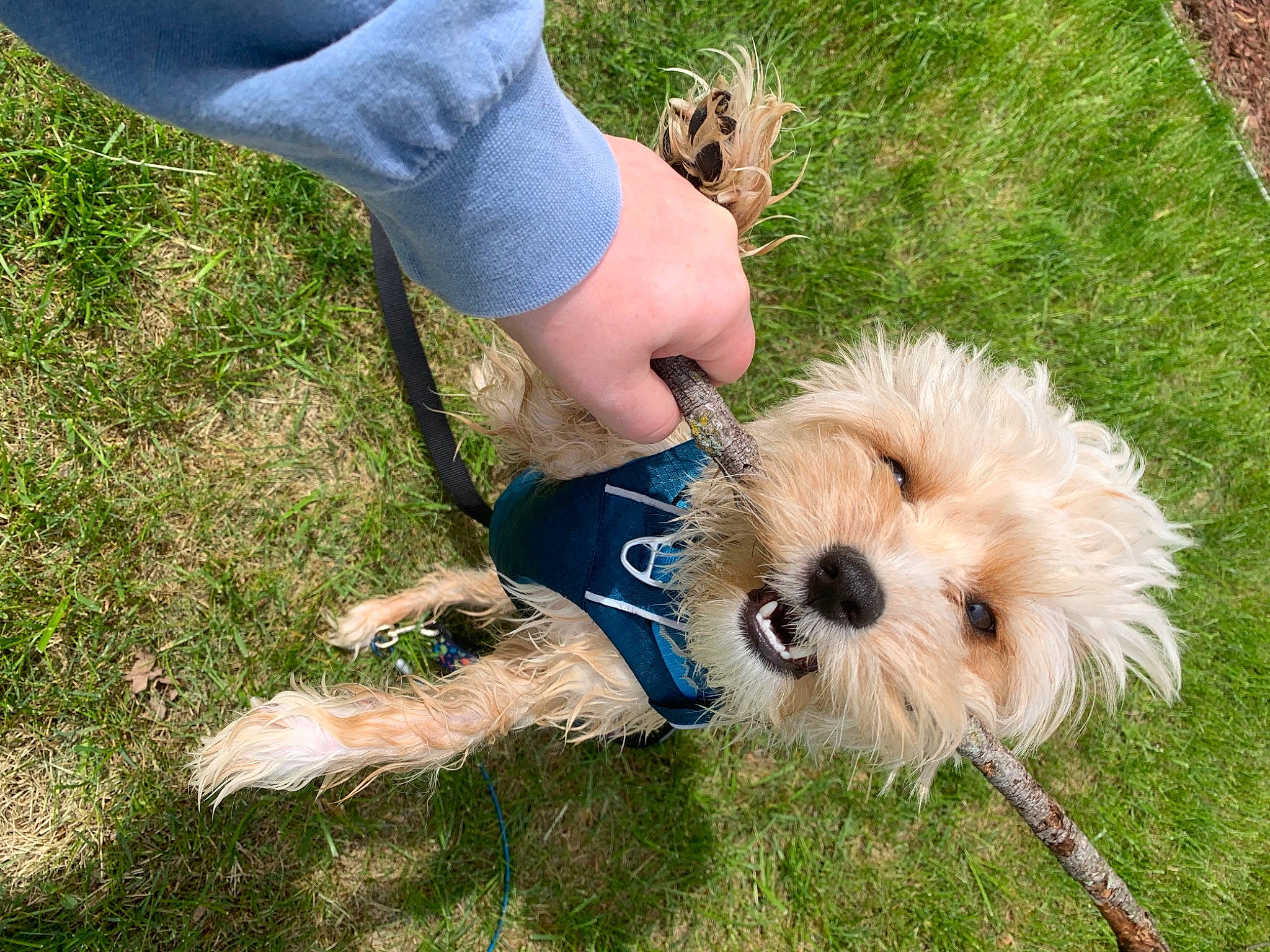 Huxley joined the competition — help win amazing prizes! canidae, carnivore, collar, companion_dog, dog, dog_breed, dog_clothes, dog_collar, dog_supply, fur, grass, labradoodle, lawn, leash, maltepoo, plant, small_terrier, sporting_group, terrier, toy_dog
