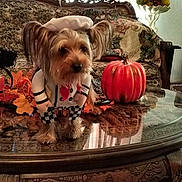 Teeko is registered to the contest to win money with this photo: animal, autumn_leaves, chef_outfit, coffee_table, costume, couch, cute, decor, dog, fall_decorations, festive, fruit_bowl, glass_table, holiday, indoor, living_room, pet, pumpkin, small_dog, sofa