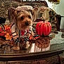 animal, autumn_leaves, chef_outfit, coffee_table, costume, couch, cute, decor, dog, fall_decorations, festive, fruit_bowl, glass_table, holiday, indoor, living_room, pet, pumpkin, small_dog, sofa