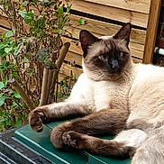 Yuki participe au concours pour gagner de l'argent avec cette photo : animal, backyard, blue_eyes, cat, domestic_cat, face, fence, fur, garden, green_surface, leafy_plant, nature, outdoor, paw, pet, plant, relaxed, resting, siamese_cat, wooden_fence