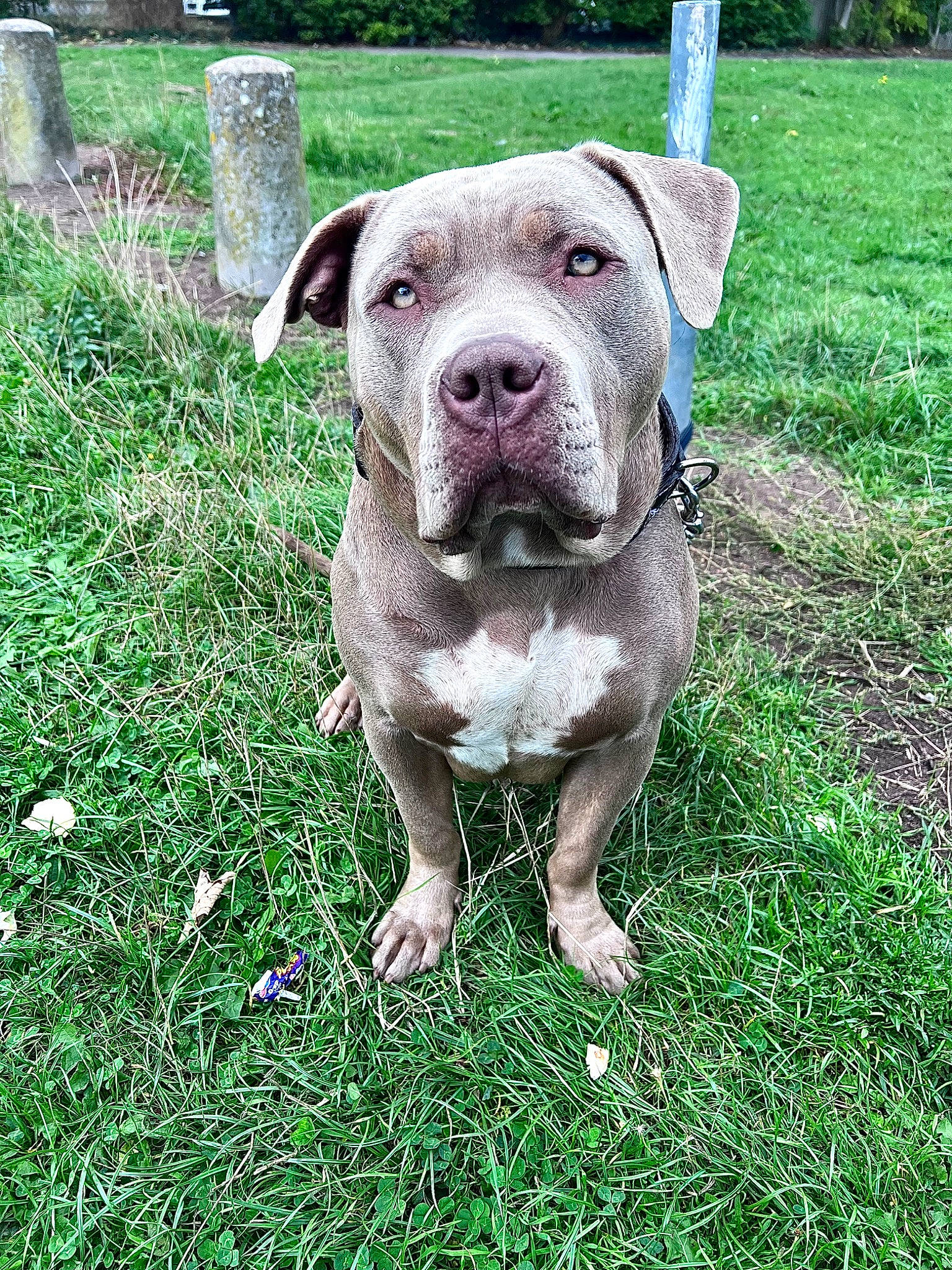 Cali is registered to the contest to win money with this photo: canidae, carnivore, companion_dog, dog, dog_breed, fawn, grass, groundcover, hunting_dog, non_sporting_group, pit_bull, plant, snout, sporting_group, tail, terrestrial_animal, whiskers, working_animal, working_dog