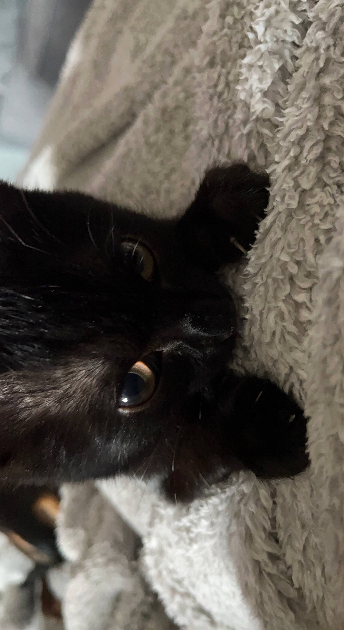 Hendrix joined the competition — help win amazing prizes! black_cat, carnivore, cat, claw, comfort, dog_breed, domestic_short_haired_cat, felidae, fur, paw, small_to_medium_sized_cats, snout, tail, terrestrial_animal, whiskers