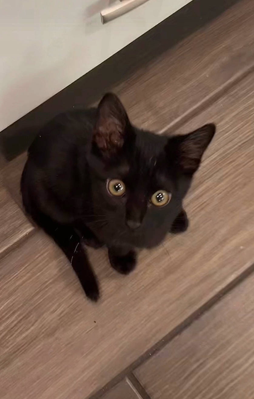 Hendrix joined the competition — help win amazing prizes! black_cat, bombay, carnivore, cat, domestic_short_haired_cat, felidae, flooring, fur, hardwood, havana_brown, laminate_flooring, plank, plywood, small_to_medium_sized_cats, tail, varnish, whiskers, wood, wood_flooring, wood_stain