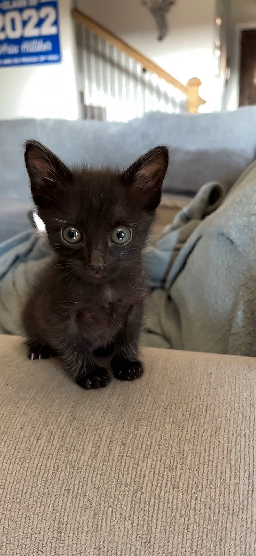 Hendrix is registered to the contest to win money with this photo: black_cat, bombay, carnivore, cat, claw, comfort, domestic_short_haired_cat, fawn, felidae, flooring, fur, paw, small_to_medium_sized_cats, snout, tail, terrestrial_animal, whiskers