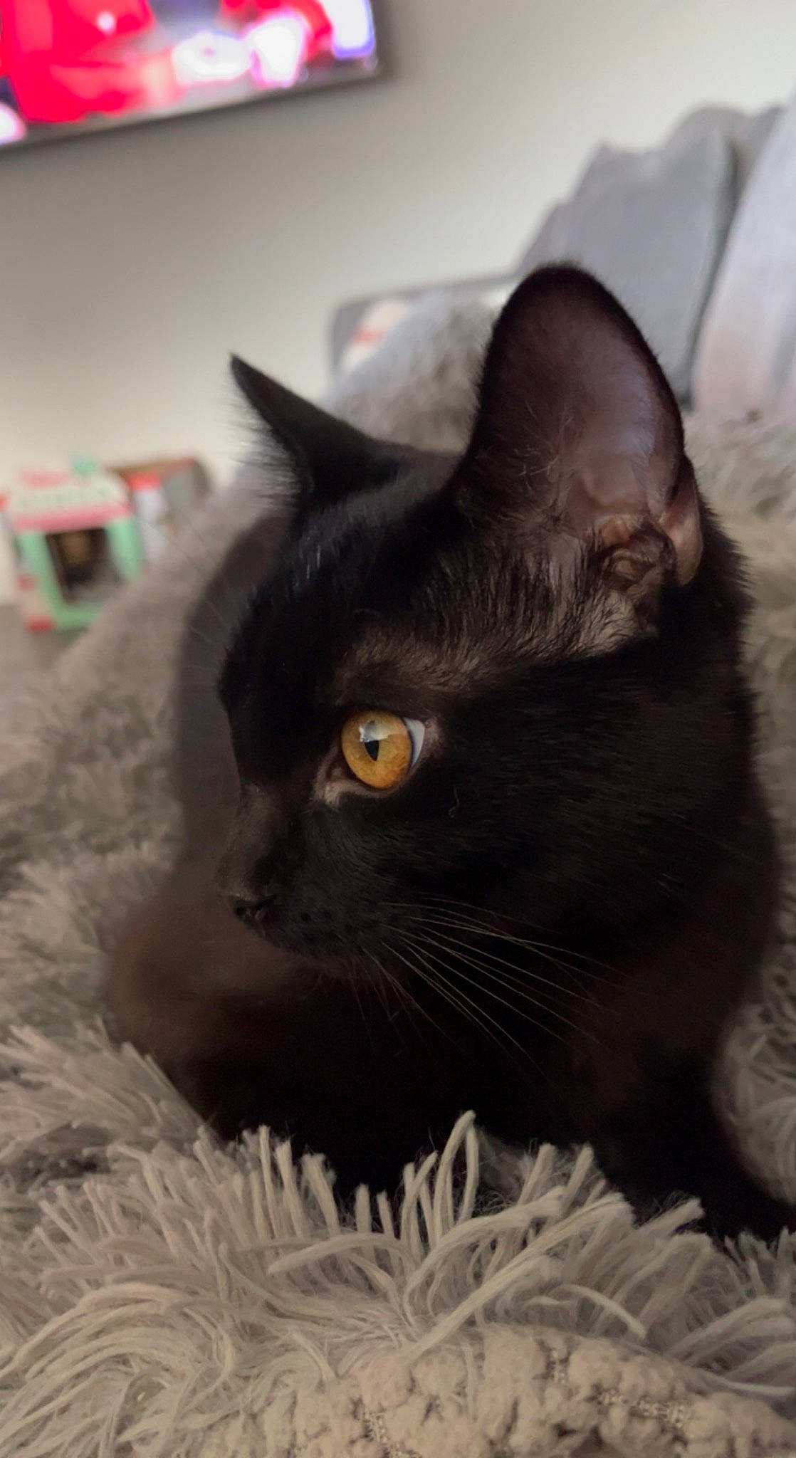 Hendrix joined the competition — help win amazing prizes! black_cat, bombay, carnivore, cat, domestic_short_haired_cat, felidae, fur, grey, small_to_medium_sized_cats, snout, terrestrial_animal, whiskers