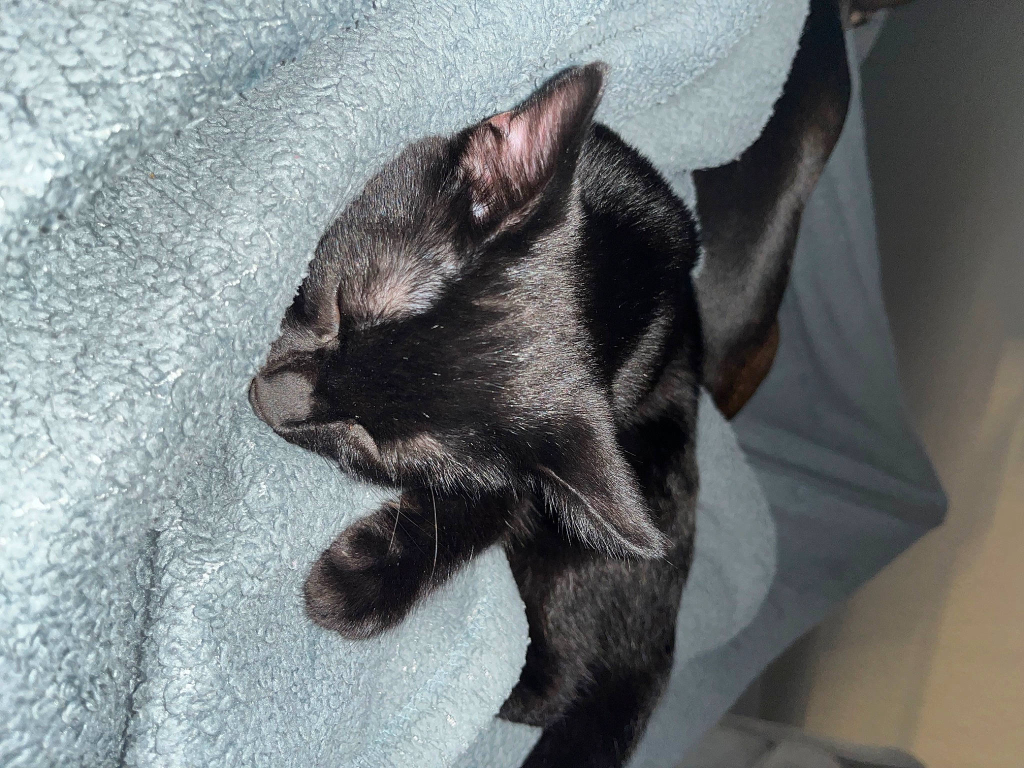 Hendrix is registered to the contest to win money with this photo: black_cat, bombay, carnivore, cat, claw, comfort, dog_breed, domestic_short_haired_cat, ear, felidae, foot, fur, grey, paw, small_to_medium_sized_cats, snout, tail, whiskers