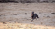 Dali participe au concours pour gagner de l'argent avec cette photo : active, animal, beach, blurred_background, canine, collar, daylight, dog, energetic, fast, happy, leaping, motion, nature, outdoor, pet, playful, running, sand, sunlight
