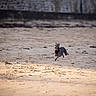active, animal, beach, blurred_background, canine, collar, daylight, dog, energetic, fast, happy, leaping, motion, nature, outdoor, pet, playful, running, sand, sunlight