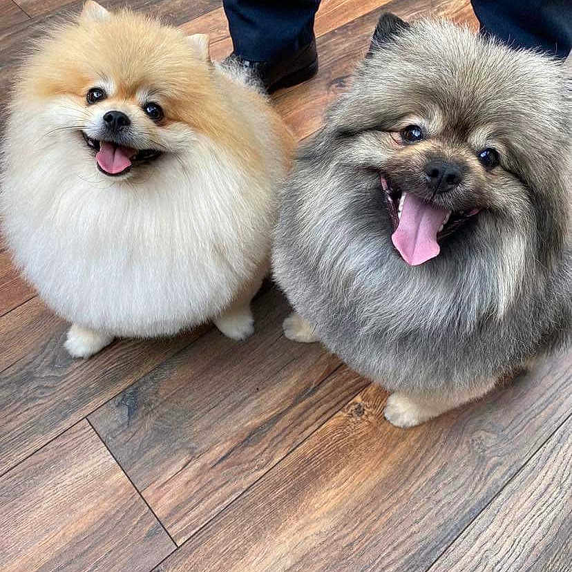 Tedi And Kobi