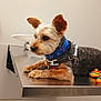 Charly is registered to the contest to win money with this photo: dog, small_dog, blue_collar, harness, table, stainless_steel, indoor, pet, animal, fur, ears, floor, wall, curious, looking_away, leash, metal_surface, veterinary, waiting, companion