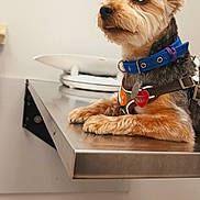 Charly is registered to the contest to win money with this photo: dog, pet, animal, collar, tags, table, metal_surface, indoor, veterinary, alert, curious, fur, ears, small_dog, muzzle, paw, sitting, domestic_animal, canine, closeup