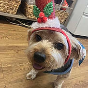 Charly is registered to the contest to win money with this photo: baskets, big_eyes, christmas_hat, close_up, costume, cute, dog, festive, friendly, hardwood_floor, headwear, holiday_hat, indoor, nose, pet, portrait, small_dog, storage_shelf, tongue_out, yorkie