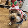 baskets, big_eyes, christmas_hat, close_up, costume, cute, dog, festive, friendly, hardwood_floor, headwear, holiday_hat, indoor, nose, pet, portrait, small_dog, storage_shelf, tongue_out, yorkie