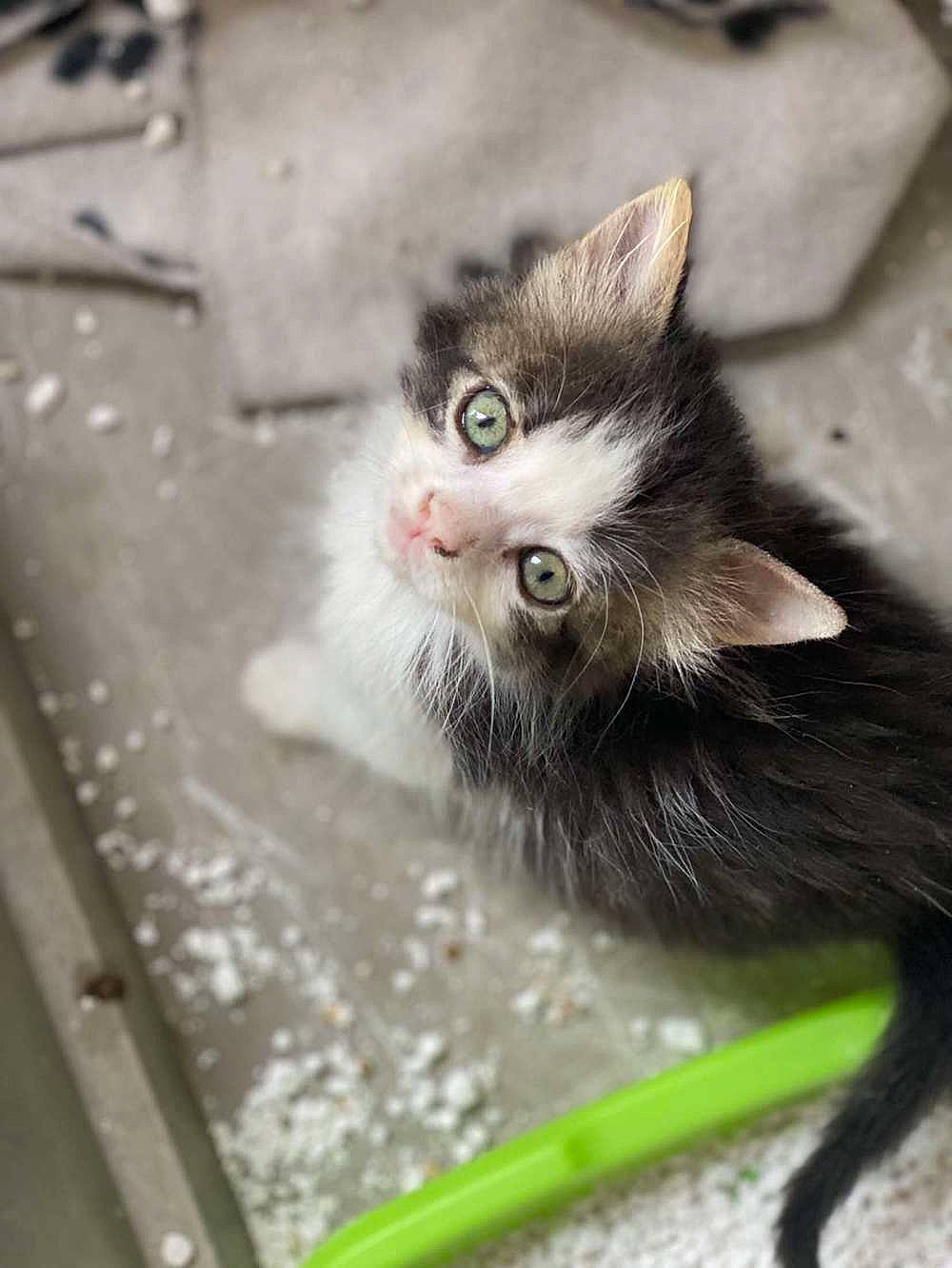 Shelby a rejoint le concours — aidez-le/la à gagner de superbes lots ! carnivore, cat, claw, domestic_short_haired_cat, felidae, fur, paw, small_to_medium_sized_cats, tail, terrestrial_animal, whiskers, window