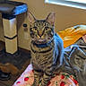 animal, bed, blanket, cat, cat_tree, collar, cozy, curious, curtains, domestic, floor, furniture, indoor, pet, sitting, slippers, strawberry_pattern, tabby, window, yellow_eyes