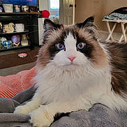 Shadow joined the competition — help win amazing prizes! cat, fluffy, blue_eyes, pet, indoor, blanket, living_room, television, netflix, cozy, furniture, door, table, remote_control, home, relaxed, animal, mammal, whiskers, fur