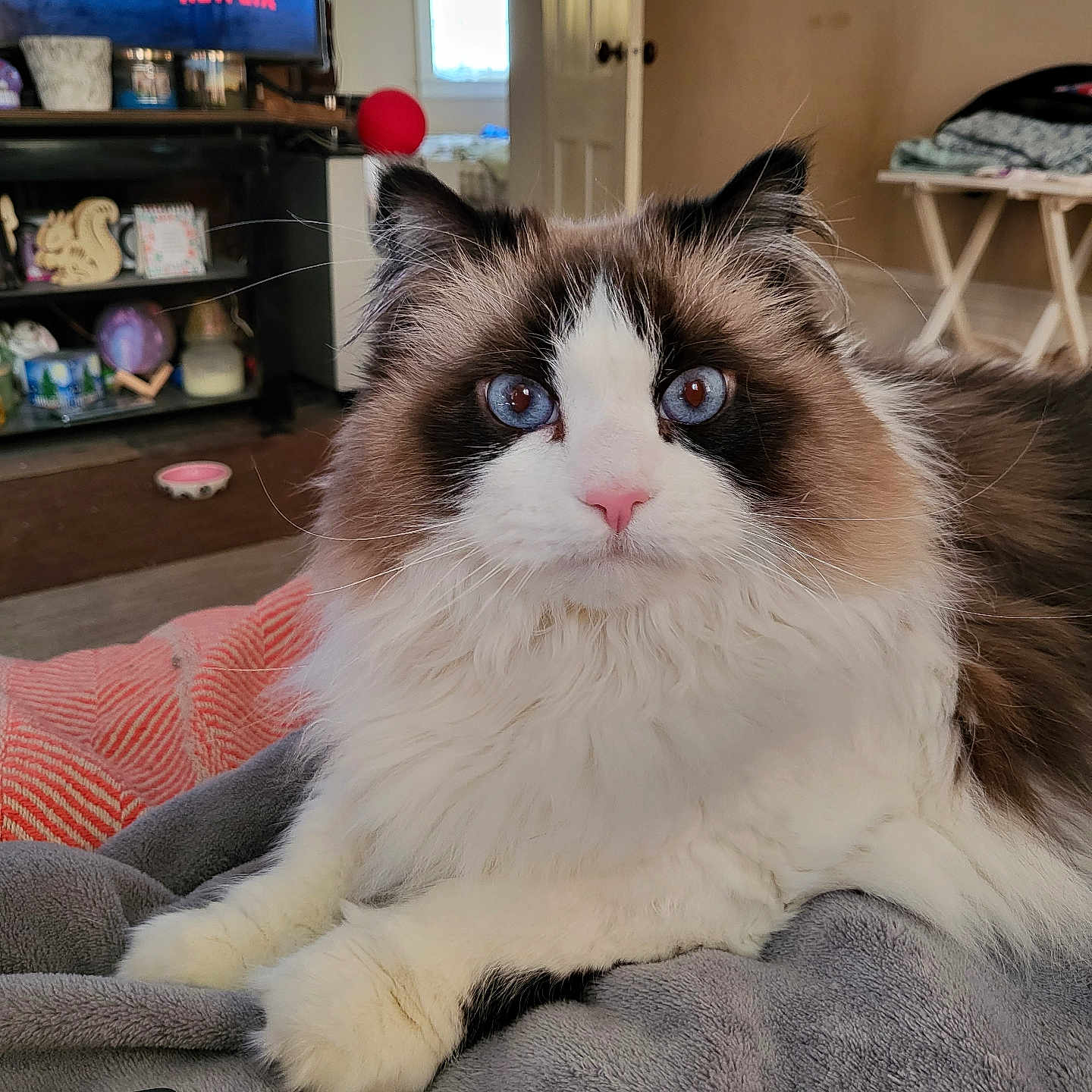 Shadow joined the competition — help win amazing prizes! animal, blanket, blue_eyes, cat, cozy, door, fluffy, fur, furniture, home, indoor, living_room, mammal, netflix, pet, relaxed, remote_control, table, television, whiskers