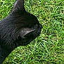 black_cat, cat, grass, outdoor, animal, pet, fur, nature, close_up, head, ear, green, daylight, mammal, whiskers, field, wildlife, side_view, looking, texture
