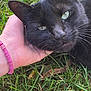 Kevin is registered to the contest to win money with this photo: black_cat, cat, grass, hand, pink_bracelet, close_up, outdoor, pet, animal, nature, leaf, relaxation, whiskers, greenery, fur, human_hand, resting, cute, affection, calm