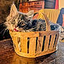 kitten, cat, basket, wooden_basket, indoor, furniture, wood, table, curious, playful, pet, animal, fur, eyes, whiskers, closeup, cozy, home, cute, small