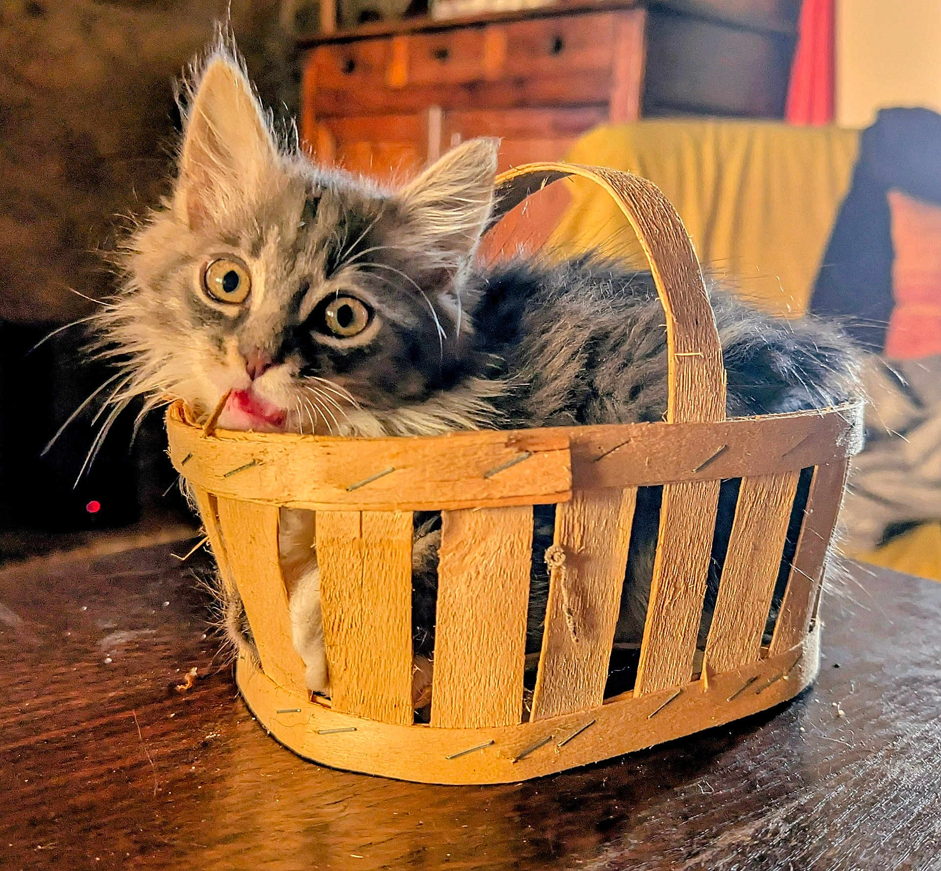 Brownie participe au concours pour gagner de l'argent avec cette photo : kitten, cat, basket, wooden_basket, indoor, furniture, wood, table, curious, playful, pet, animal, fur, eyes, whiskers, closeup, cozy, home, cute, small
