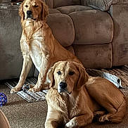 Charley And Chase joined the competition — help win amazing prizes! dog, golden_retriever, indoor, carpet, couch, pet, animal, canine, relaxed, sitting, lying_down, fur, mammal, companion, domestic, living_room, toy, brown, comfortable, household
