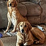dog, golden_retriever, indoor, carpet, couch, pet, animal, canine, relaxed, sitting, lying_down, fur, mammal, companion, domestic, living_room, toy, brown, comfortable, household