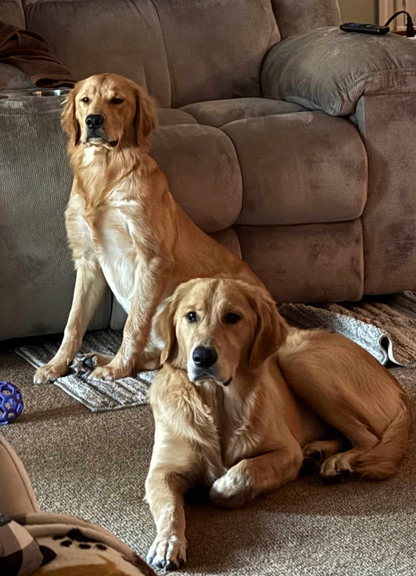 Charley And Chase joined the competition — help win amazing prizes! dog, golden_retriever, indoor, carpet, couch, pet, animal, canine, relaxed, sitting, lying_down, fur, mammal, companion, domestic, living_room, toy, brown, comfortable, household