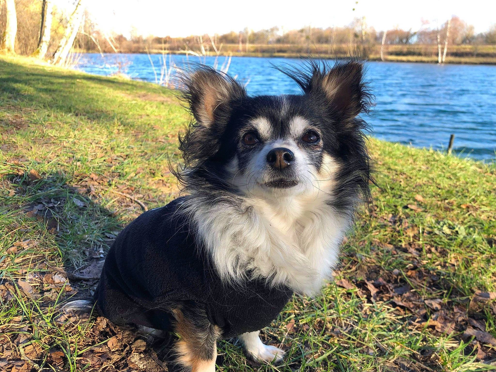 Lilou participe au concours pour gagner de l'argent avec cette photo : canidae, carnivore, collar, companion_dog, dog, dog_breed, dog_supply, fawn, fur, grass, lake, papillon, plant, sky, snout, toy_dog, water, whiskers, working_animal, working_dog