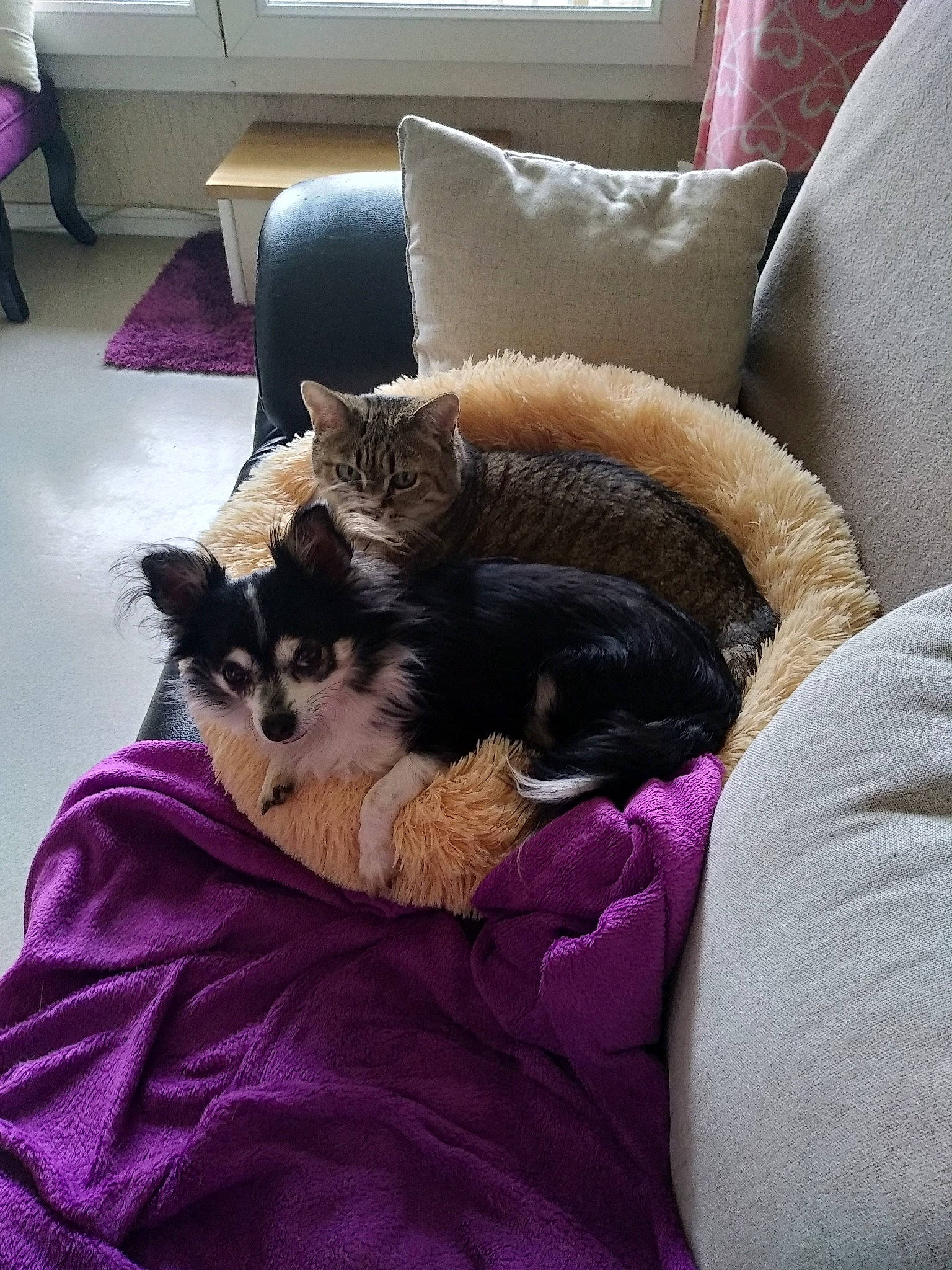 Lilou participe au concours pour gagner de l'argent avec cette photo : carnivore, cat, comfort, companion_dog, dog_breed, fawn, felidae, floor, flooring, hardwood, interior_design, linens, living_room, pillow, purple, room, small_to_medium_sized_cats, textile, throw_pillow, whiskers