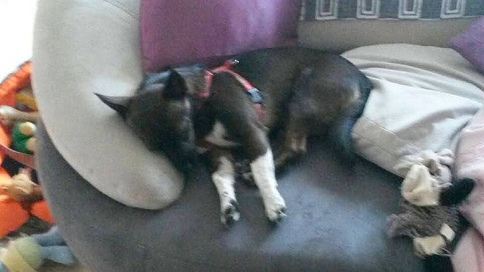 Yako a rejoint le concours — aidez-le/la à gagner de superbes lots ! canidae, carnivore, collar, comfort, companion_dog, dog, dog_breed, dog_supply, fawn, felidae, fur, non_sporting_group, paw, pet_supply, small_to_medium_sized_cats, snout, sporting_group, tail, whiskers, working_animal