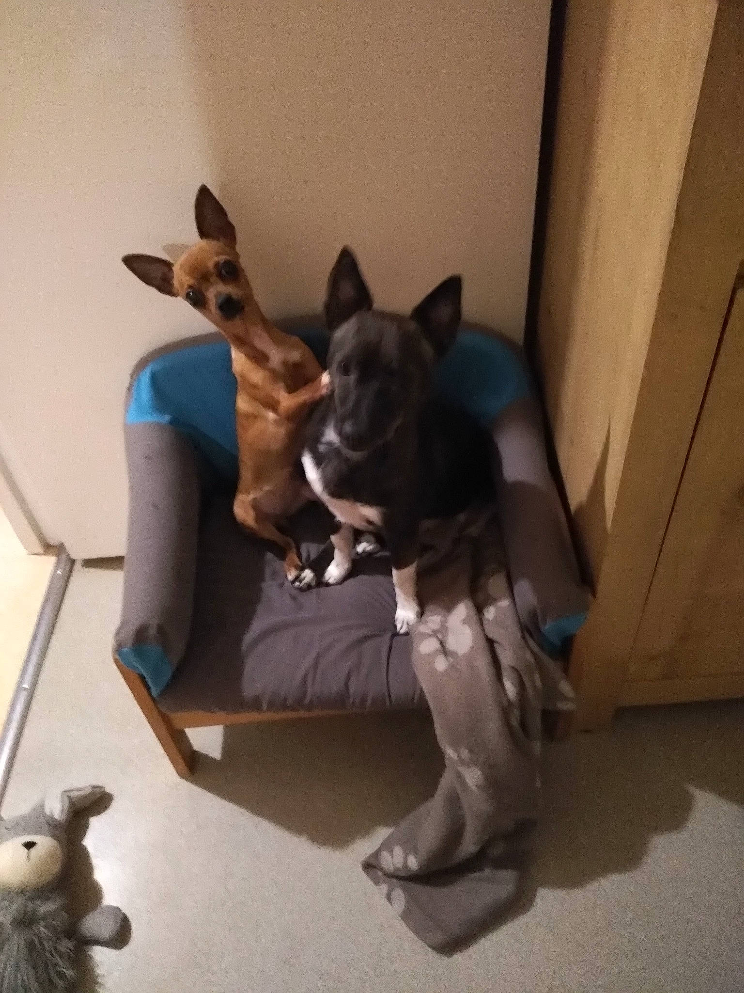 Yako participe au concours pour gagner de l'argent avec cette photo : canidae, carnivore, comfort, companion_dog, dog, dog_breed, dog_supply, door, fawn, felidae, flooring, grey, hardwood, pet_supply, small_to_medium_sized_cats, sporting_group, tail, toy_dog, whiskers, working_animal