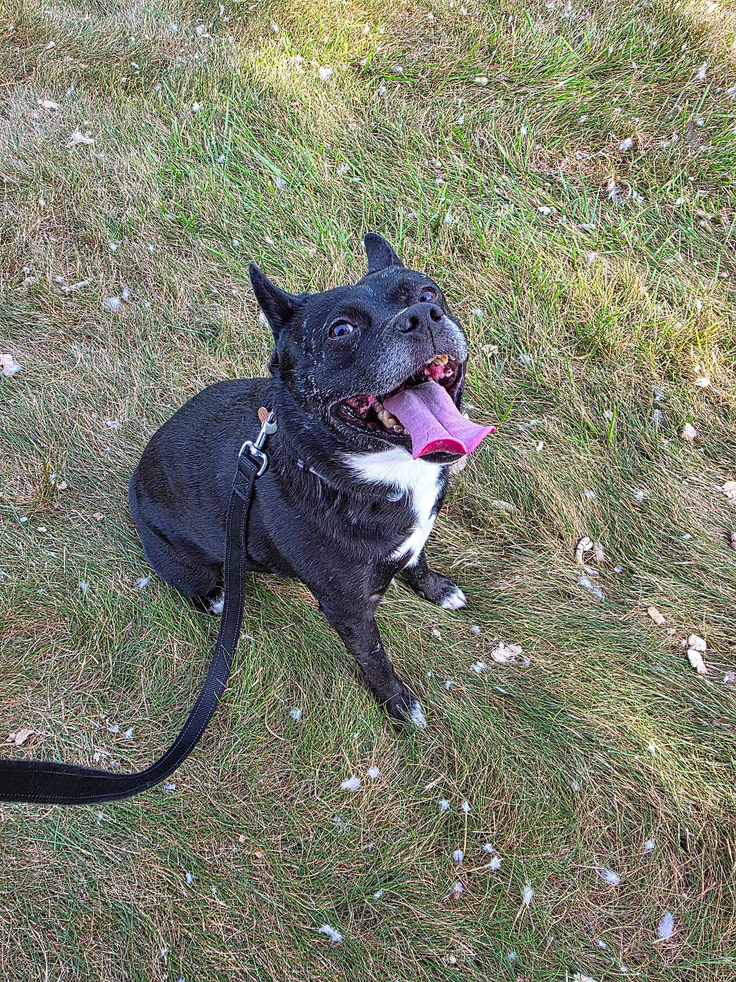 Ellie Mae joined the competition — help win amazing prizes! dog, black_dog, tongue_out, leash, grass, outdoor, pet, happy, sitting, canine, animal, nature, playful, summer, friendly, ears_up, looking_up, white_chest, close_up, daylight