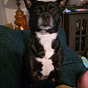 Ellie Mae is registered to the contest to win money with this photo: dog, black_and_white, couch, lamp, living_room, furniture, person, pants, pikachu_pattern, foot, cabinet, wooden, indoor, pet, alert, seated, curious, cozy, home, portrait
