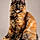 Bagheera