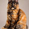 animal, black, brown, cat, ears, eyes, feline, fluffy, fur, indoor, long_hair, orange, paws, pet, portrait, sitting, studio, tail, tortoiseshell, whiskers