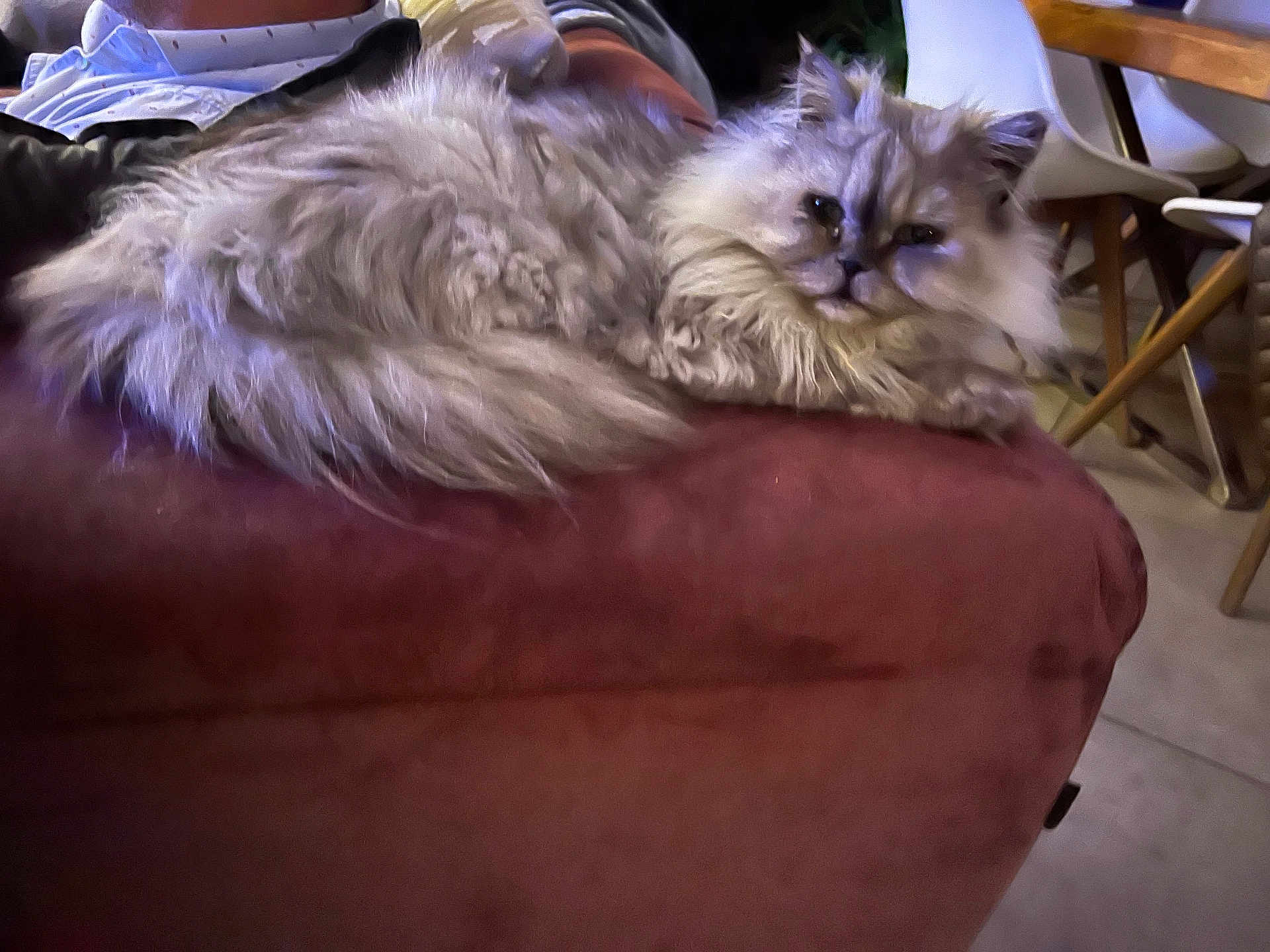 Bacchus a rejoint le concours — aidez-le/la à gagner de superbes lots ! cat, fluffy, indoor, furniture, chair, pet, animal, relaxing, domestic, mammal, fur, cozy, resting, living_room, table, household, cute, whiskers, ears, comfortable