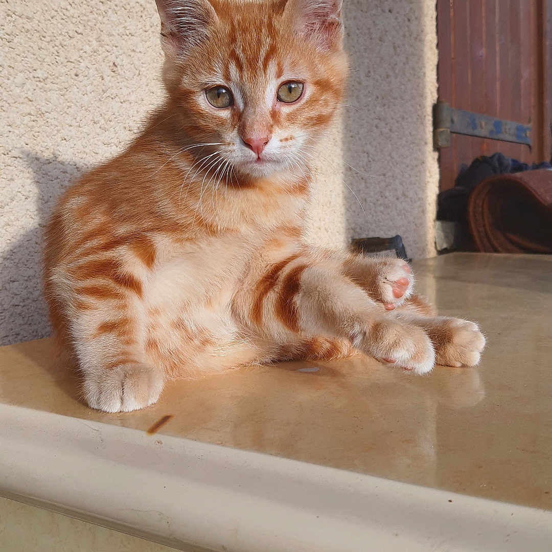 Minou a rejoint le concours — aidez-le/la à gagner de superbes lots ! animal, cat, curious, cute, domestic_cat, ears, feline, fur, indoor, kitten, ledge, orange_tabby, paws, pet, relaxed, shadow, sunlight, wall, whiskers, young