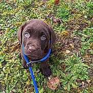 Volt a rejoint le concours — aidez-le/la à gagner de superbes lots ! puppy, dog, labrador, chocolate, leash, grass, outdoor, animal, cute, pet, young, nature, greenery, leaf, ground, fur, collar, canine, sitting, looking_up