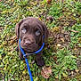puppy, dog, labrador, chocolate, leash, grass, outdoor, animal, cute, pet, young, nature, greenery, leaf, ground, fur, collar, canine, sitting, looking_up