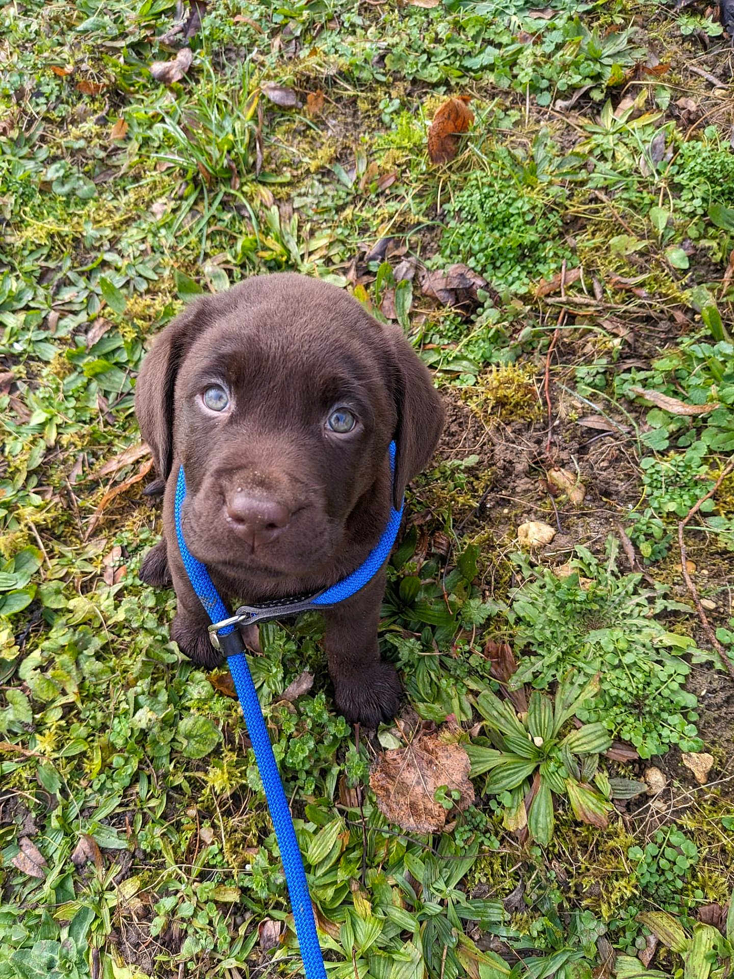 Volt a rejoint le concours — aidez-le/la à gagner de superbes lots ! puppy, dog, labrador, chocolate, leash, grass, outdoor, animal, cute, pet, young, nature, greenery, leaf, ground, fur, collar, canine, sitting, looking_up