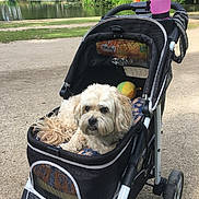 Baïa a rejoint le concours — aidez-le/la à gagner de superbes lots ! animal, canine, cute, daytime, dog, fluffy, grass, leisure, nature, orange_jacket, outdoor, park, path, person, pet_stroller, pond, resting, toy, trees, water_bottle